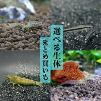 楽天市場】コケ取り 生体 セットの通販