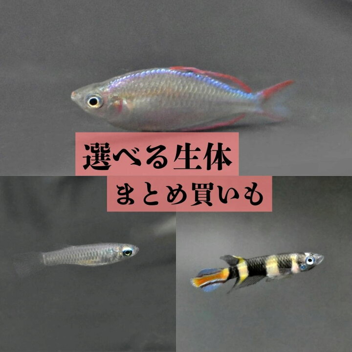 楽天市場】アフリカンランプアイ ネオンドワーフレインボー クラウン 