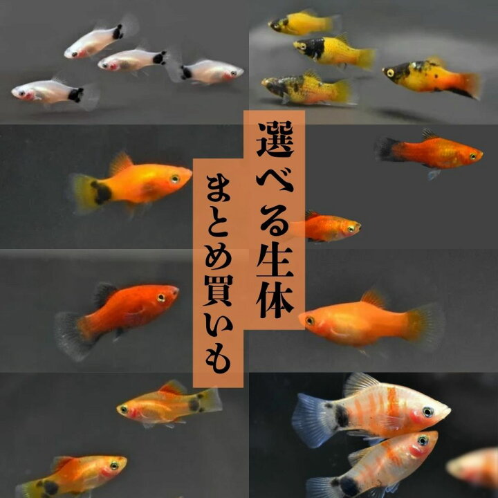 水槽セット、メダカ、プラテイ 楽天市場】タイガープラティ 