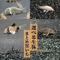 楽天市場】コリドラス 3匹の通販