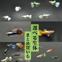 楽天市場】グッピー 水槽 セットの通販