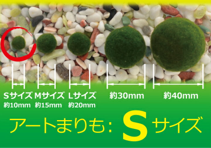 楽天市場 水草 アートまりもｓサイズ約1ｃｍ １０個 Aqua Sub Shop 楽天市場店