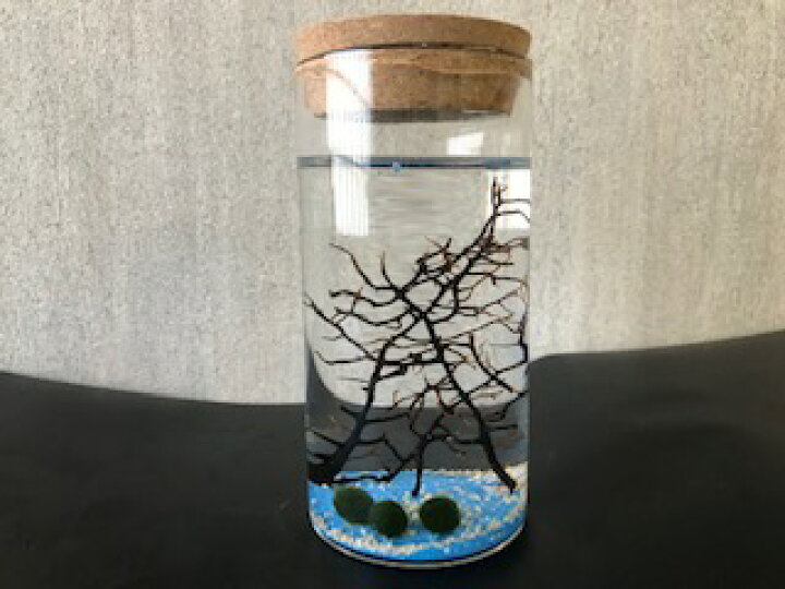 楽天市場 水草 まりもカラムボトルｂ 星の砂入り Aqua Sub Shop 楽天市場店