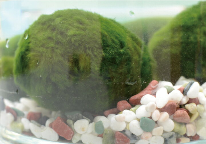 楽天市場 西洋マリモ 天然まりも３ｃｍ３個 Aqua Sub Shop 楽天市場店