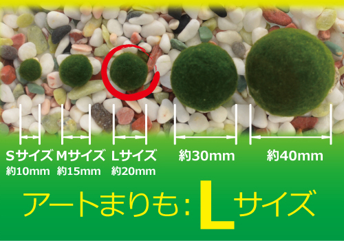 10％OFF 日本メーカー新品 簡単に飼育でき 容器に移して頂ければお部屋のインテリアにおススメです 水草 アートまりもＬサイズ約2ｃｍ １０個 mojipodaci.rs mojipodaci.rs