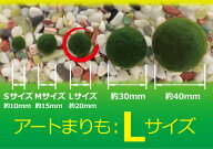 （水草）アートまりもLサイズ約2cm 5個