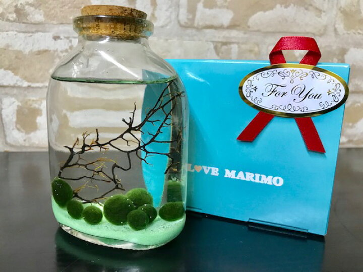 楽天市場 水草 まりも瓶ウイスキーボトルグリーン 栄養剤付きセット Aqua Sub Shop 楽天市場店