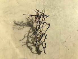 ヤギ(レイアウト用乾燥サンゴ)