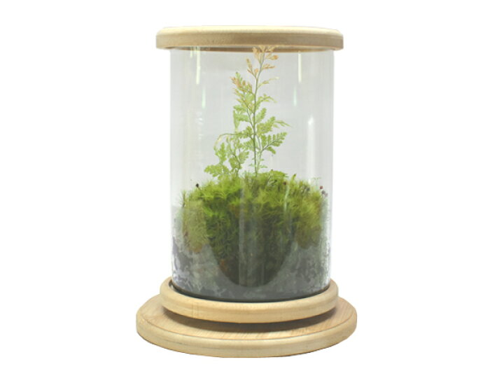 楽天市場 ｂａｍｂｏｏ ｂｏｔｔｌｅ ｒ １ バンブーボトル 熱帯魚 アクアリウム 水槽 ベタ コケリウムアクアテイラーズ アクアテイラーズ 楽天市場支店