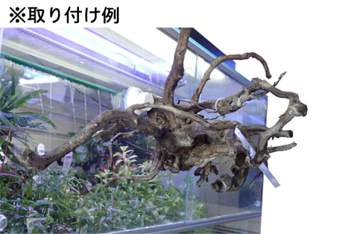 楽天市場 Rivera リベラ 流木ホルダー 熱帯魚 アクアリウム 水草 活着 アクアテイラーズ アクアテイラーズ 楽天市場支店