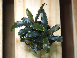 ANAt[ uZt@h ruX 1|bg