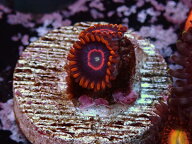 US Zoa Red Honet