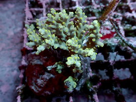 GB Indonesia Acropora Latistella No.01