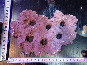 Fragpv[g JS Frag Rock No.21