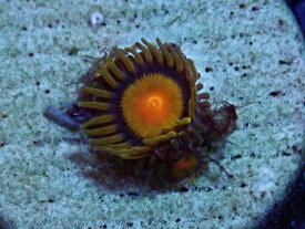 US Zoa Jason Fox King Midas