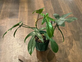 Philodendron Florida No.2