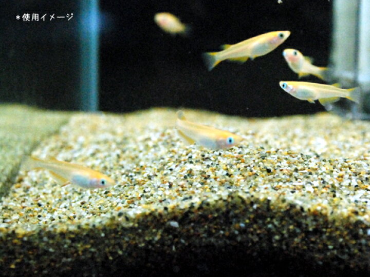 楽天市場 エイエフジャパン企画 田砂 ３ｋｇ 流木 砂利 レイアウト用品 砂利 アクアテイラーズ 楽天市場支店