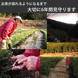 【uncensored】今すぐ対策◆べにふうき茶緑茶(煎茶)3袋有機無農薬のべにふうき煎茶、国産べにふうき緑茶、静岡県産べにふうき煎茶(緑茶)べにふうき緑茶べにふうき煎茶BenifukiGreenTeaforhayfever(日本茶)無農薬栽培一筋