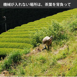 【uncensored】今すぐ対策◆べにふうき茶緑茶(煎茶)3袋有機無農薬のべにふうき煎茶、国産べにふうき緑茶、静岡県産べにふうき煎茶(緑茶)べにふうき緑茶べにふうき煎茶BenifukiGreenTeaforhayfever(日本茶)無農薬栽培一筋