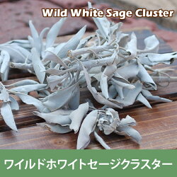 浄化用ホワイトセージクラスター20g(浄化用ホワイトセージ)