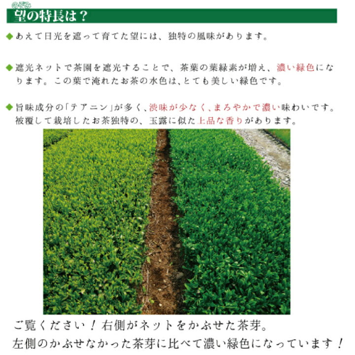 楽天市場】お茶 緑茶 日本茶 深蒸し茶 深むし茶 静岡茶 茶葉 静岡県牧之原ブランド茶 望 銀印400g 100g×4袋 送料無料【メール便配送】お茶葉 煎茶 茶 健康茶 国産 ギフト プレゼント 静岡 お土産 静岡土産 水出し茶 高級 牧之原6102 : 【 お茶の荒畑園 楽天市場店 】 楽天市場】お茶 緑茶 日本茶 深蒸し茶 深むし茶 静岡茶 茶葉 静岡県牧之原ブランド茶 望 銀印400g 100g×4袋 送料無料【メール便配送】お茶葉 煎茶 茶 健康茶 国産 ギフト プレゼント 静岡 お土産 静岡土産 水出し茶 高級 牧之原6102 : 【 お茶の荒畑園 楽天市場店 】