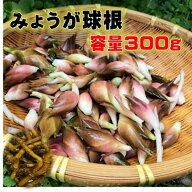 3/下旬～発送予定 みょうが 球根 苗 300g入（充填時） 約25苗分　 3〜5月植え　7〜8月収穫　反日陰を好む…