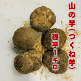 楽天市場】 タネイモ > 自然薯・山芋 : 荒川種苗