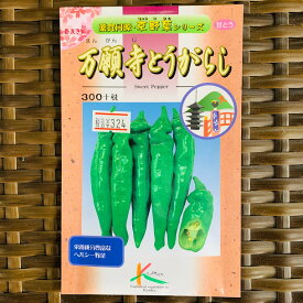 万願寺とうがらし種 1.2ミリリットル入り(約70粒）辛味果の少ない肉厚甘長とうがらし