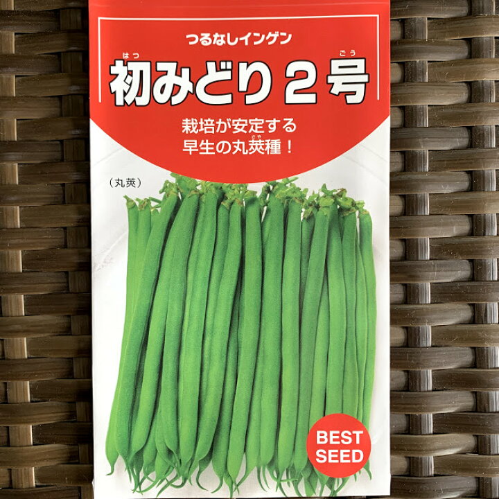 楽天市場 つるなしすじなしインゲン豆のタネ 初みどり2号 27ml 約45粒 露地直まきは5月初旬から 荒川種苗 楽天市場店