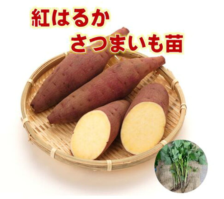 楽天市場】紅はるか さつまいも苗 農水省登録品種につき許可なく営利