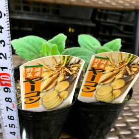 ヤーコン苗　10.5センチポット 11月初旬〜収穫　健康野菜　ヘルシー野菜苗