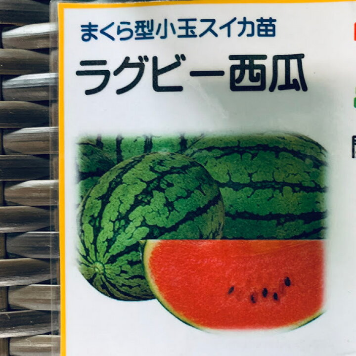 楽天市場】ラグビーボール型小玉スイカ苗 接木 開花後約35日収穫 皮が 
