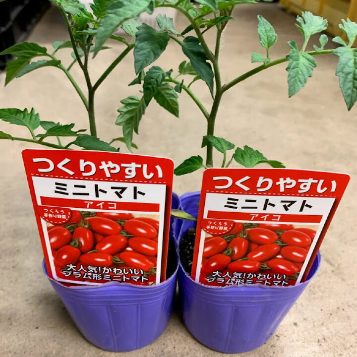 楽天市場】4/上旬～発送 アイコ ミニトマト苗 接木 9センチポット 楕円 