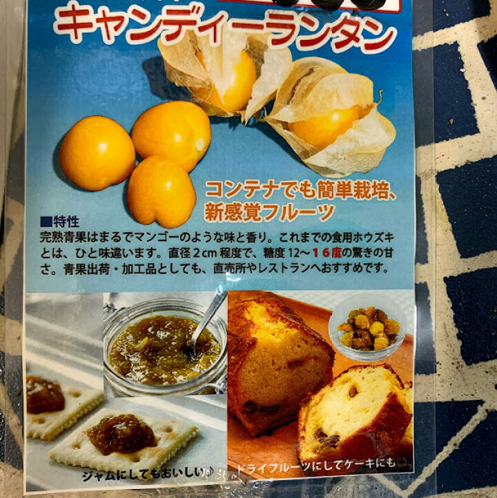 楽天市場 食用ほおずき苗 品種名 キャンディーランタン 登録品種 9センチポット 食用ホオズキ メーカー大和農園 Pvp 農林水産省登録品種につき営利目的の増殖は禁止されています 荒川種苗 楽天市場店