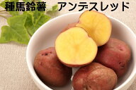 秋植え アンデスレッド 種芋 1キロ 岡山県産北海道産種馬鈴薯検査合格済 秋植え、春植えが可能