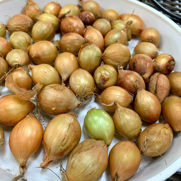 楽天市場 秋に収穫するタマネギ球根 ホームタマネギ 30球 8月下旬植え付け 12月収穫 苗 タネ プランター栽培 品種名 シャルム 同一送料 日時指定不可 荒川種苗 楽天市場店