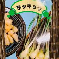 らっきょう 種 球根 200g　植え付け約10箇所分　茨城県産　栽培説明レッテル付き 8〜9月植え 5〜6月収穫…