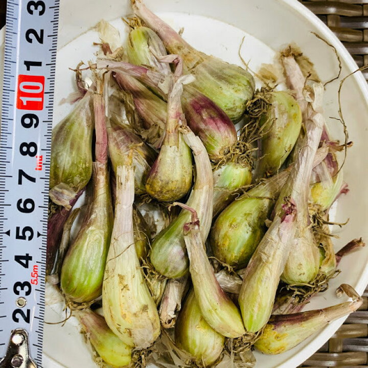 楽天市場 らっきょう 種 球根 ２００g 植え付け約10箇所分 茨城県産 栽培説明レッテル付き 8 9月植え 5 6月収穫 プランター栽培ok メール便につき日時指定不可 比較的場所を選ばず作りやすい 荒川種苗 楽天市場店