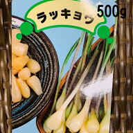 らっきょう球根 種 500g 植え付け約30～40か所分　8〜9月植え 5〜6月収穫 プランター栽培OK　秋植え