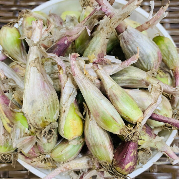 楽天市場 らっきょう球根 種 500g 植え付け約30 40か所分 8 9月植え 5 6月収穫 プランター栽培ok 秋植え 荒川種苗 楽天市場店