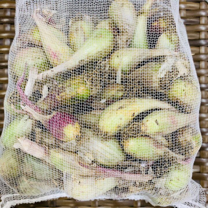 交換無料 種球 ラッキョウの仲間 越のパール 500g 家庭菜園 らっきょう ラッキョウの種 らっきょうの種 こしのパール 九条葱 九条ネギ ハイブリッド 自給自足 植物 Alahlimedical Com Sa 交換無料 種球 ラッキョウの仲間 越のパール 500g 家庭菜園 らっきょう ラッキョウの種 らっきょうの種 こしのパール 九条葱 九条ネギ ハイブリッド 自給自足 植物 Alahlimedical Com Sa