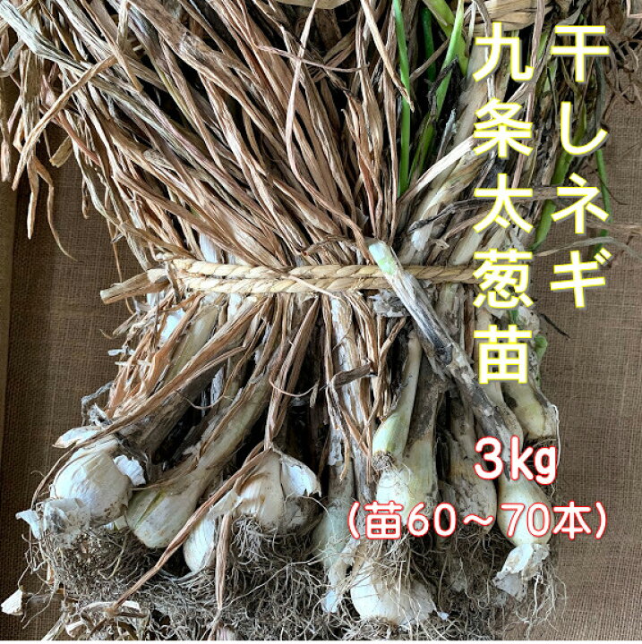 楽天市場 ネギ苗 九条干し葱3キロ 苗約60 70本 本場太苗 地植え プランター栽培ｏｋ 日陰にも強い 植え方説明書付き 家庭菜園 ベランダ菜園 秋冬野菜 荒川種苗 楽天市場店