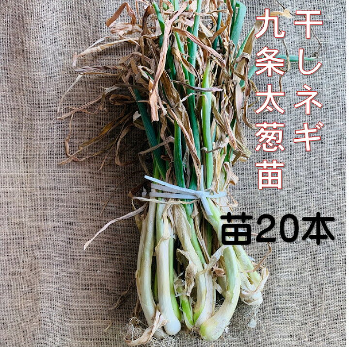 楽天市場 ネギ苗 九条干し葱本 本場太苗 地植え プランター栽培ok 日陰にも強い 京都府産 植え方説明書付き 家庭菜園 ベランダ菜園 秋冬野菜 送料 北海道 沖縄1290円 東北地方990円 荒川種苗 楽天市場店 楽天市場 ネギ苗 九条干し葱本 本場太苗 地植え プランター栽培ok 日陰にも強い 京都府産 植え方説明書付き 家庭菜園 ベランダ菜園 秋冬野菜 送料 北海道 沖縄1290円 東北地方990円 荒川種苗 楽天市場店