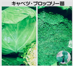 IԏH~؂̕c Lxc ubR[ v20cɂȂ悤IłBIPʁF15R