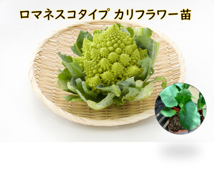 楽天市場 ロマネスコタイプ カリフラワー苗 1苗 9cmポット苗 1 15苗まで同一送料 品種名ミケランジェロ 1株につき１コ収穫です 荒川種苗 楽天市場店