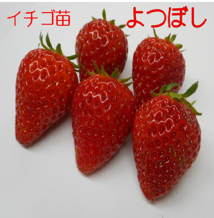 楽天市場 ９ 10 3頃発送 イチゴ苗 よつぼし 9センチポット 1苗 甘味 酸味 風味がよつぼし級 いちご苗 栽培 四季成りイチゴ 畑 プランター栽培可 登録品種につき許可のない営利目的の増殖は禁止されています 荒川種苗 楽天市場店
