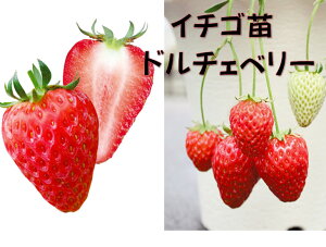 イチゴ 苗 植えの人気商品 通販 価格比較 価格 Com