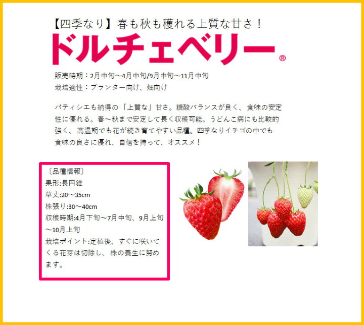 楽天市場 9月末頃 発送予定イチゴ苗 ドルチェベリー 9センチポット 1苗 サントリーフラワーズ本気野菜イチゴ苗 10 11月植え 5 6月収穫 いちご 荒川種苗 楽天市場店 楽天市場 9月末頃 発送予定イチゴ苗 ドルチェベリー 9センチポット 1苗 サントリーフラワーズ本気野菜イチゴ苗 10 11月植え 5 6月収穫 いちご 荒川種苗 楽天市場店