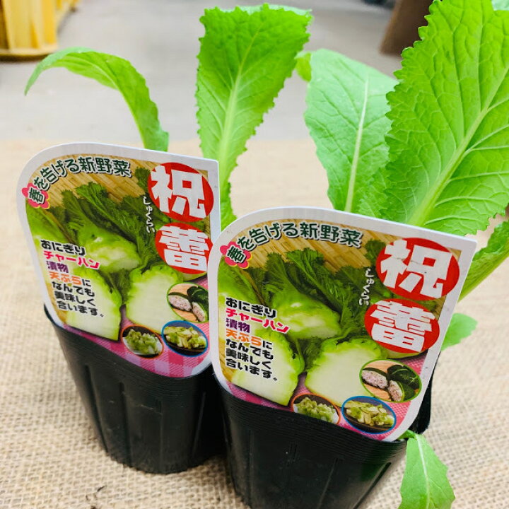 楽天市場 10月発送 祝蕾 しゅくらい 苗 わき芽を食べる新顔野菜 1苗 ９センチポット コブタカナ 子持ちタカナ 秋冬野菜苗 種 栽培 栽培資料付き 10 11月植え 12 2月収穫 荒川種苗 楽天市場店