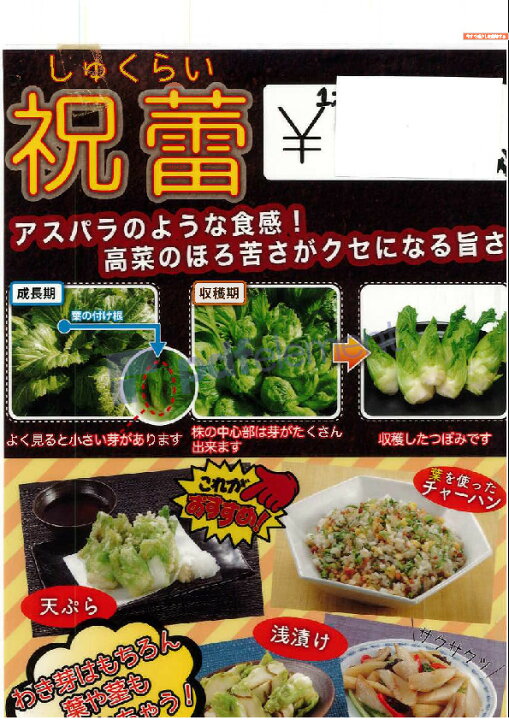 楽天市場 ９月28日頃 順次発送 祝蕾 しゅくらい 苗 わき芽を食べる新顔野菜 1苗 ９センチポット コブタカナ 子持ちタカナ 秋冬野菜苗 種 栽培 栽培資料付き 10 11月植え 12 2月収穫 荒川種苗 楽天市場店